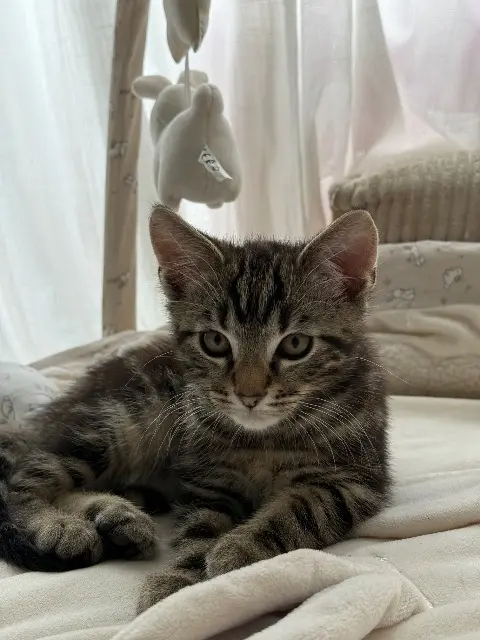 chat lost   78370 Plaisir Torreto