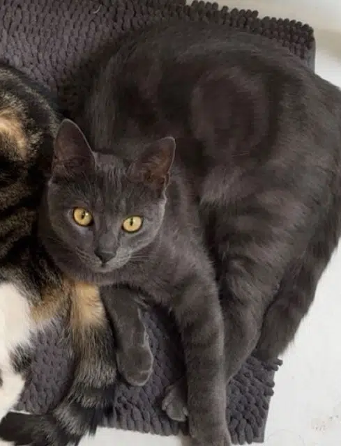 chat lost   78520 Limay Tsuki