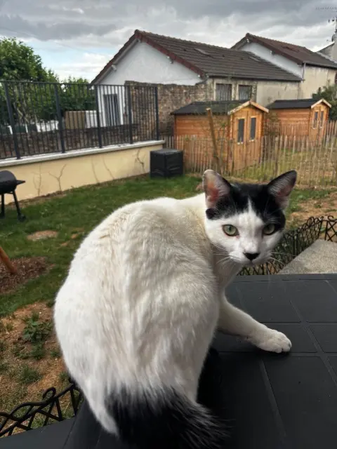 chat lost   78440 Gargenville Ulysse