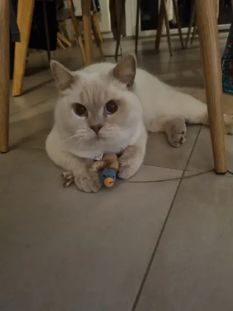 chat lost   78320 Le Mesnil-Saint-Denis Uno
