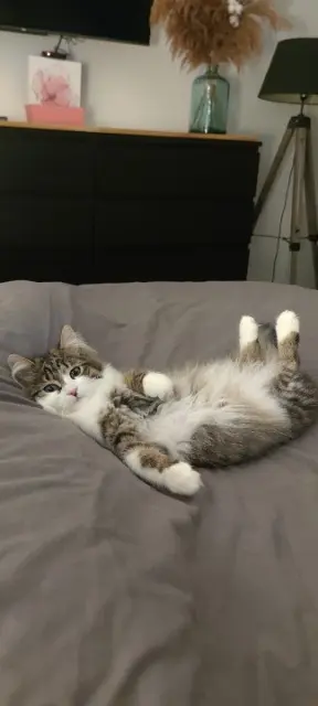 chat lost   78700 Conflans-Sainte-Honorine Viking