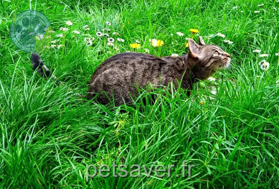 Chat Perdu 78 Yvelines - Watson Chat Perdu 78 Yvelines - Watson