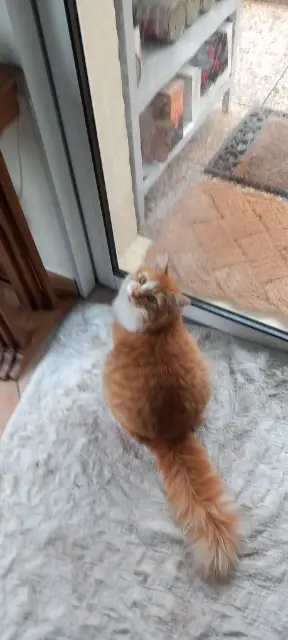 chat lost   78260 Achères Whisky