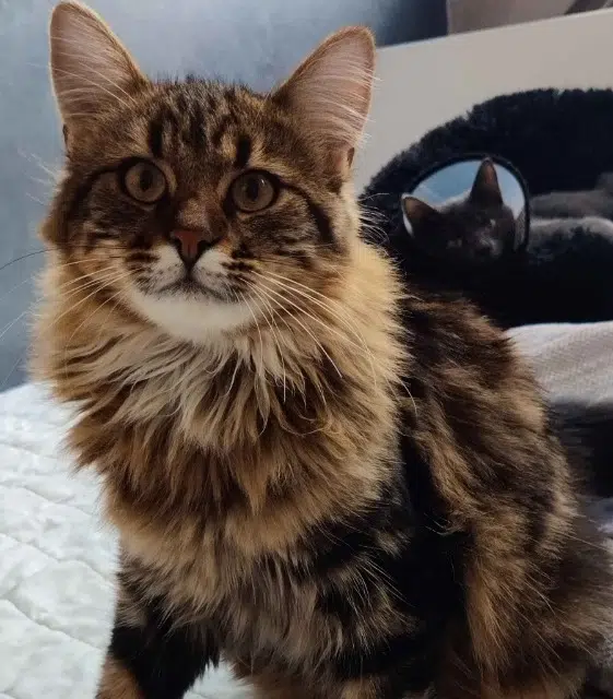 chat lost   78490 Bazoches-sur-Guyonne Willow