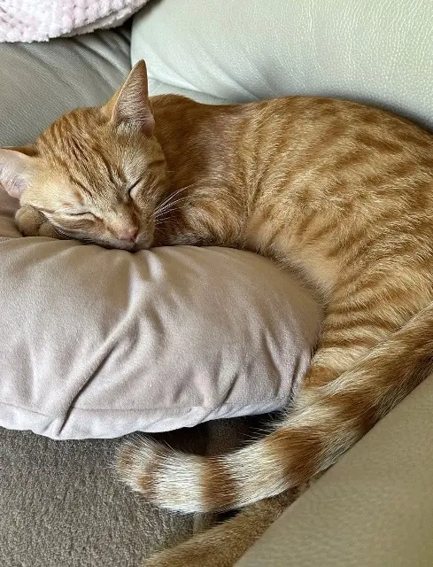 chat lost   78700 Conflans-Sainte-Honorine Willow