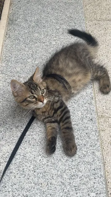 chat lost   78800 Houilles Winnie