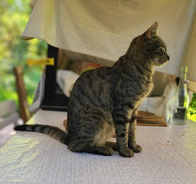 chat lost   78280 Guyancourt Wistiti