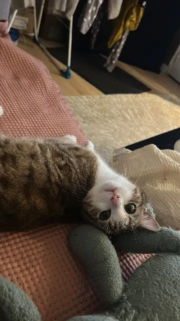 chat lost   78410 Flins-sur-Seine Yipou