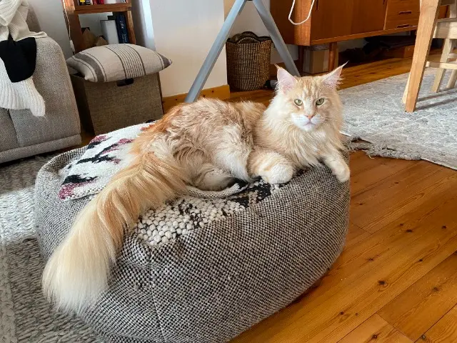gatto perso 78290 Croissy-sur-Seine Ymir gatto lost 78290 Croissy-sur-Seine Ymir
