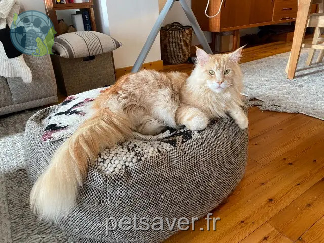 Kater vermisst 78290 Croissy-sur-Seine Ymir Kater lost 78290 Croissy-sur-Seine Ymir