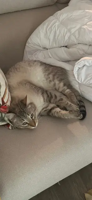 chat lost   78780 Maurecourt Yuki