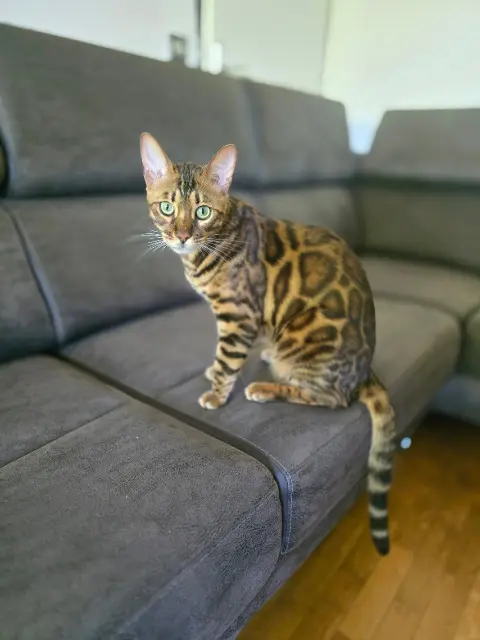 chat perdu 78780 Maurecourt Yuta chat lost 78780 Maurecourt Yuta