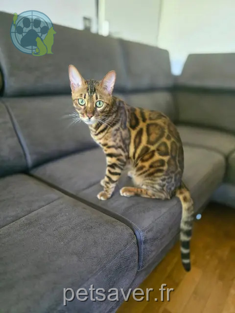 gato perdido 78780 Maurecourt Yuta gato lost 78780 Maurecourt Yuta