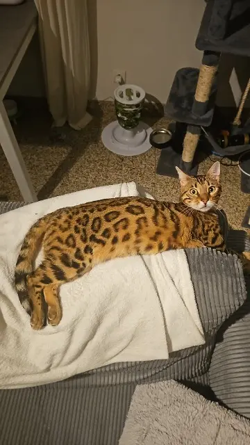 chat lost   78210 Saint-Cyr-l'École Yuumy