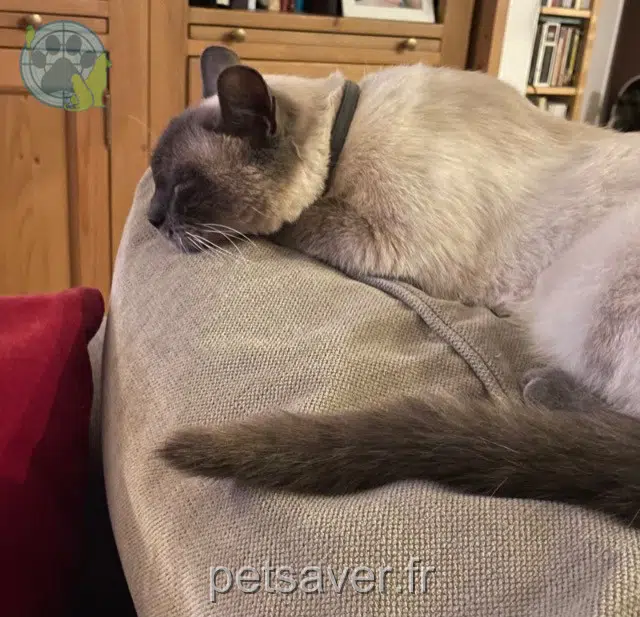 Kater lost 78540 Vernouillet Yuzu