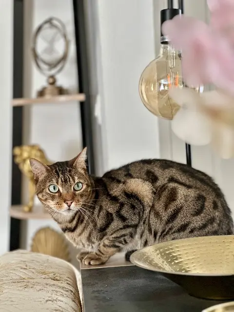 kater vermist 78710 Rosny-sur-Seine Zeus kater lost 78710 Rosny-sur-Seine Zeus