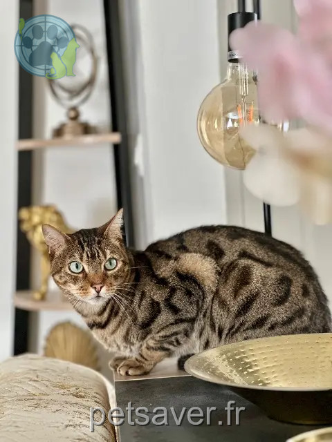 kater vermist 78710 Rosny-sur-Seine Zeus kater lost 78710 Rosny-sur-Seine Zeus
