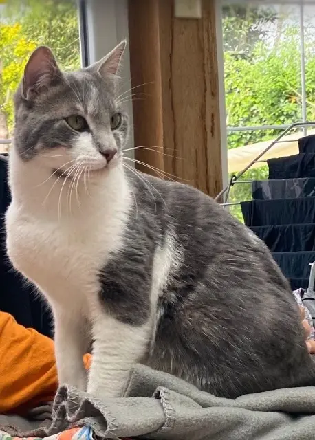 chat lost   78610 Auffargis Zion