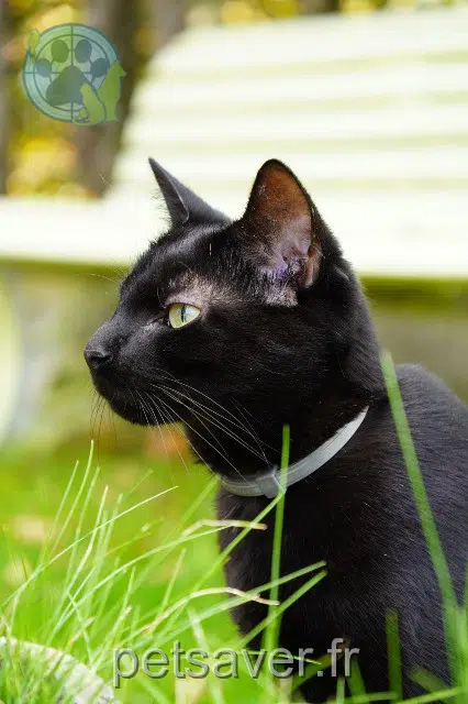 gatto lost   78310 Maurepas Zorro