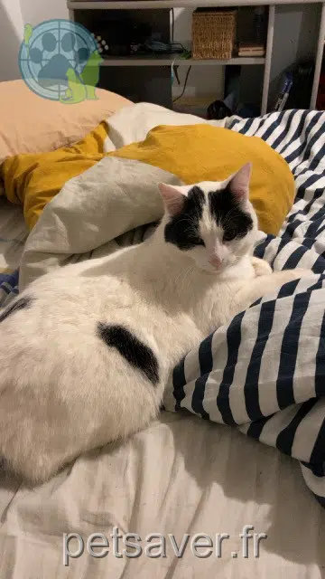 chat lost   79390 Thénezay Aja