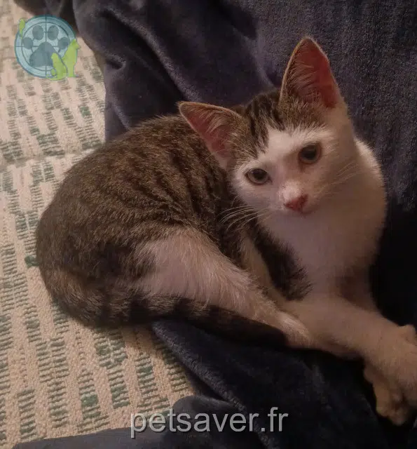 gato lost 79130 Secondigny Anakin