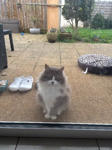 chat lost   79400 Saint-Maixent-l'École Ange