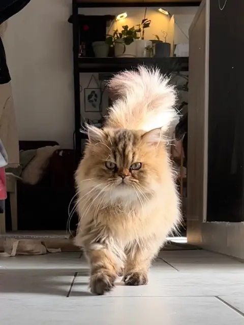 chat lost   79000 Niort Angus