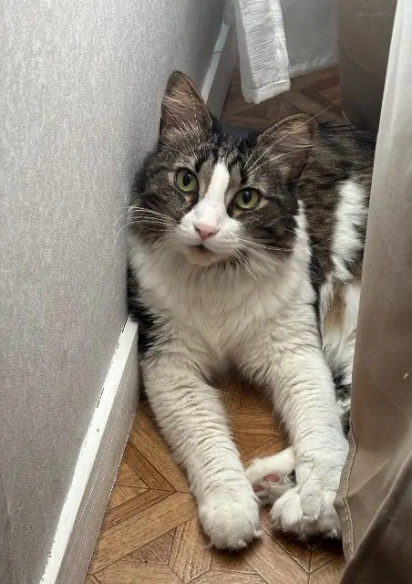 Kater vermisst 79000 Niort Batman Kater lost 79000 Niort Batman
