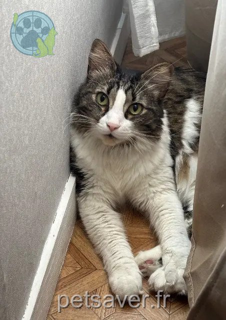 kater vermist 79000 Niort Batman kater lost 79000 Niort Batman