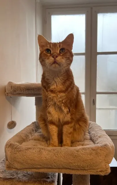 chat lost   79400 Saint-Maixent-l'École CHONCHON