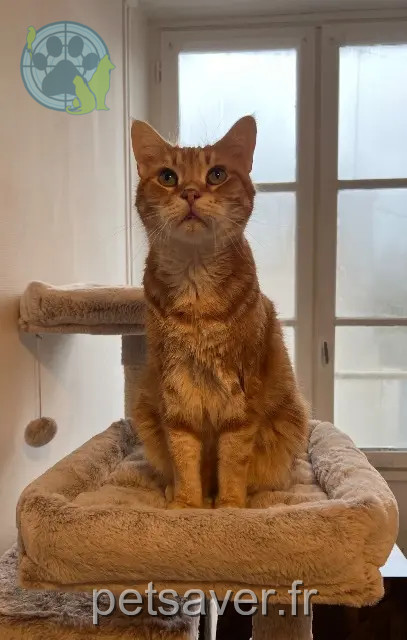 gato perdido 79400 Saint-Maixent-l'École CHONCHON gato lost 79400 Saint-Maixent-l'École CHONCHON
