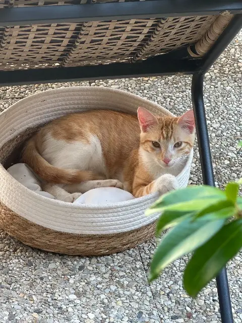 chat lost   79260 La Crèche Chouky