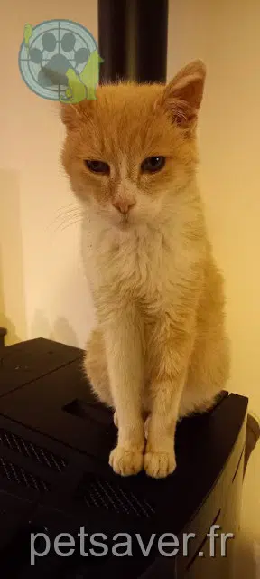 chat lost   79310 La Boissière-en-Gâtine Garfield