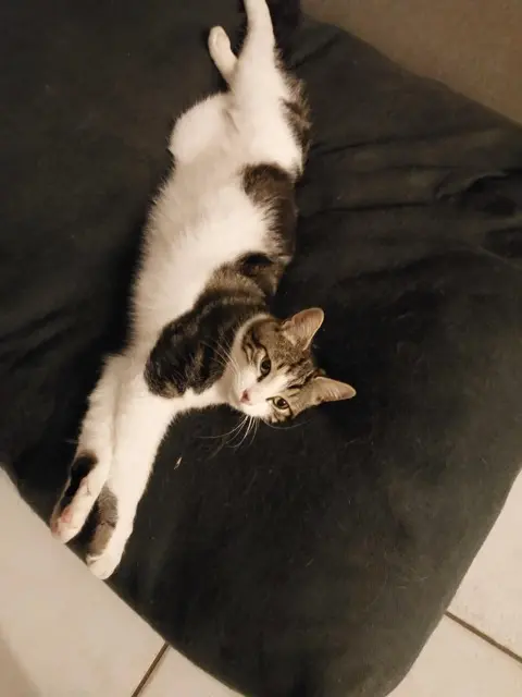 chat lost   79220 Germond-Rouvre Biscuit