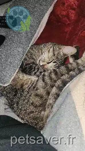 Chat Perdu 79 Deux-Sèvres - Happy Chat Perdu 79 Deux-Sèvres - Happy