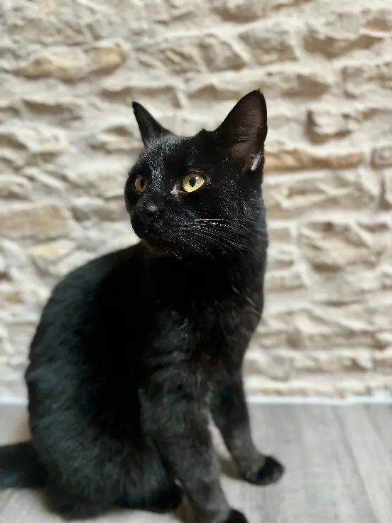 Chat Perdu 79 Deux-Sèvres - Happy Chat Perdu 79 Deux-Sèvres - Happy