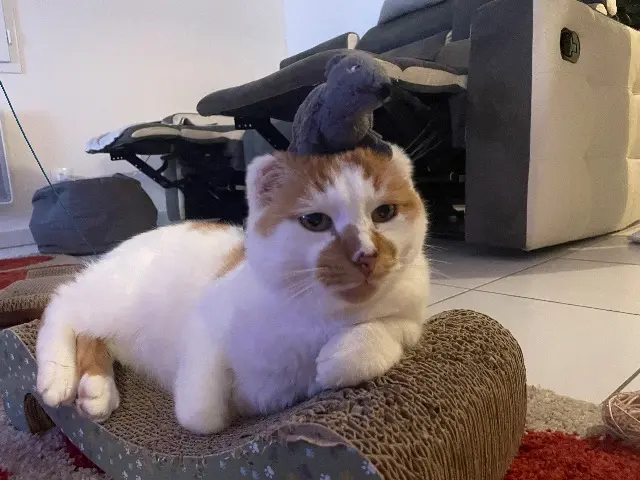 chat lost   79230 Prahecq Harry