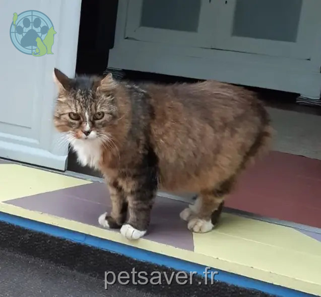 Chat Perdu 79 Deux-Sèvres Chat Perdu 79 Deux-Sèvres