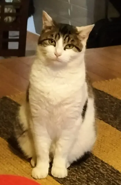 chat lost   79410 Saint-Gelais Jazzy