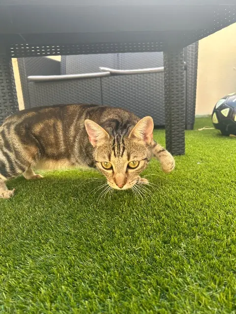 gatto perso 79000 Niort Kirua gatto lost 79000 Niort Kirua