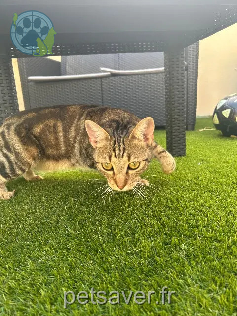 cat lost 79000 Niort Kirua cat lost 79000 Niort Kirua