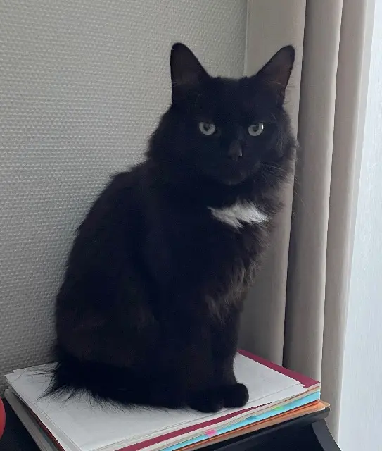 chat lost   79000 Niort Loki