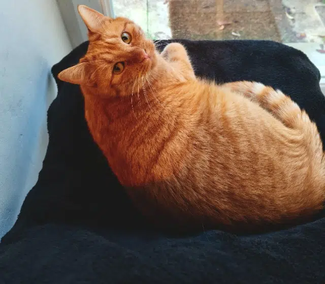 chat lost   79000 Niort Lucky