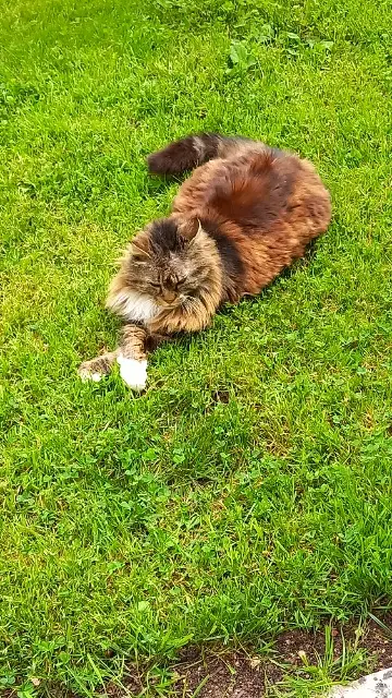 chat lost   79000 Niort Maincoon