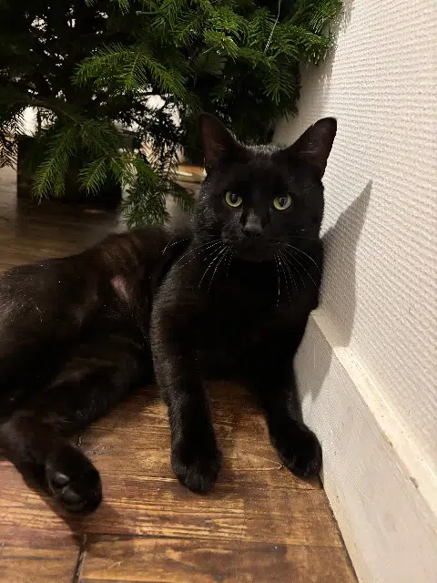 chat lost   79000 Niort Mimi