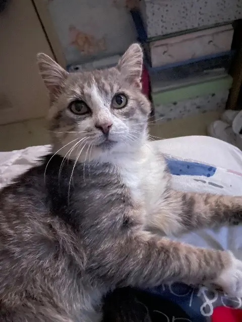 chat lost   79120 Lezay Mimi