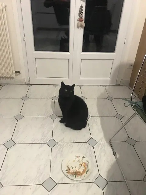 chat lost   79500 Melle Mimi