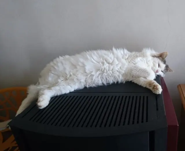 chat lost   79330 Saint-Varent Mimi