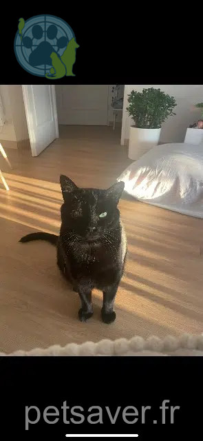 chat lost   79230 Vouillé Mouillette