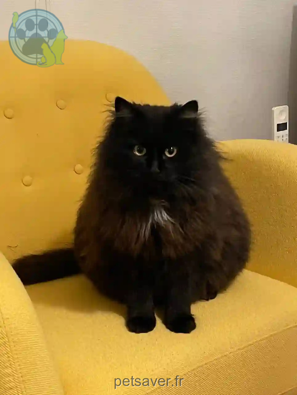 Chat Perdu 79 Deux-Sèvres - Mouton Chat Perdu 79 Deux-Sèvres - Mouton